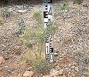 Pequeña planta forestal con su medidor de altura