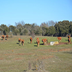 Dehesa de La Ventosa de Fuentepinilla