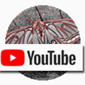 Mariposa con canal de Youtube