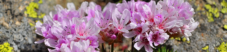 Flores de erizo de la sierra [A. Hurtado Hernández]