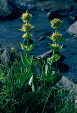 Genciana amarilla [O. Alamany]