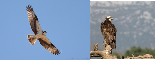 Proyecto Osprey flyways