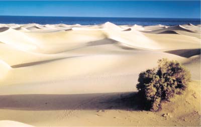 Zona dunar en las Islas Canarias