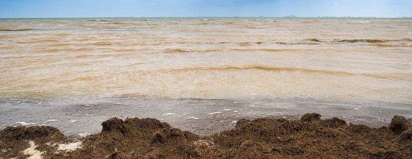 Pollution on the Mar Menor beach near the mouth of the ravine of the Albujon