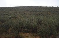 Restauración de la vegetación en el eucaliptal de Lugar Nuevo. Finca Serradilla. Cáceres