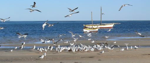 Parque Nacional Banco de Arguin