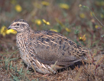 Codorniz/Guatlla [F. Cámara Orgaz]