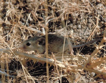 Ratón de campo/Ratolí de bosc