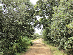 Ruta de la Colada de Navalrincón