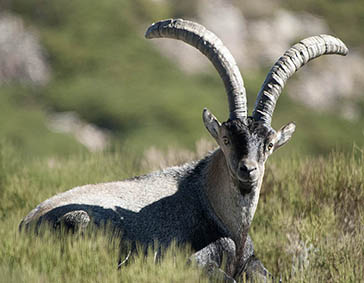 cabra montés, Parque Nacional de la Sierra de las Nieves