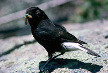 Collalba negra, Parque Nacional de la Sierra de las Nieves