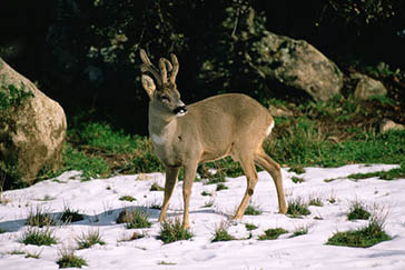 corzo, Parque Nacional de la Sierra de las Nieves