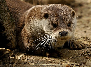 nutria, Parque Nacional de la Sierra de las Nieves