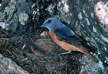 roquero rojo, Parque Nacional de la Sierra de las Nieves