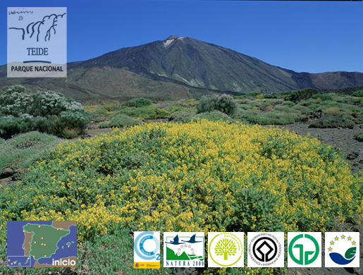 Codeso de cumbre en flor con el Teide al fondo [Autor: J.L. Perea]