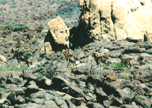 Grupo de muflones en el Parque Nacional del Teide