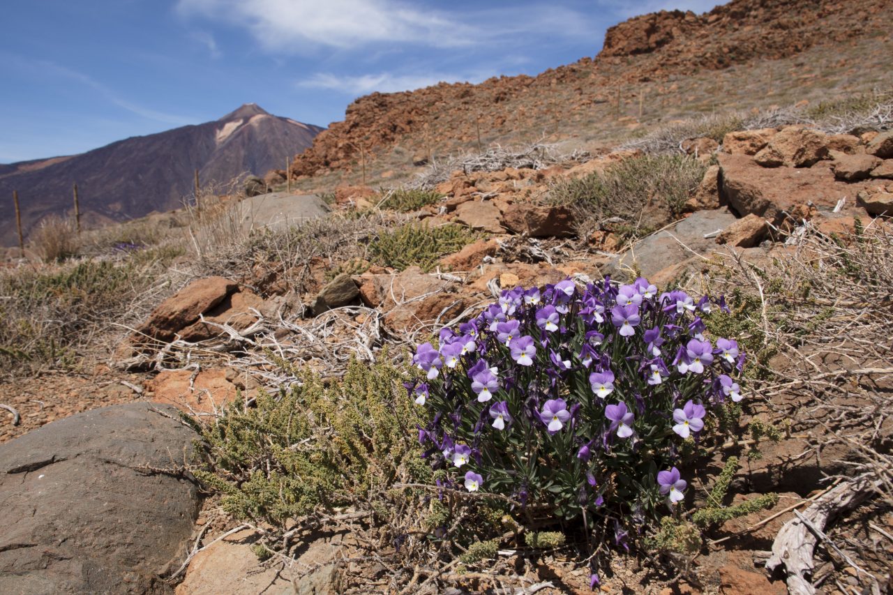 Violeta de Guajara (Viola guaxarensis) 