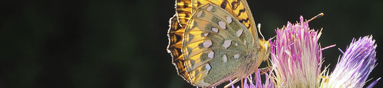 Argynnis aglaja sobre cardo [F. Heras Hernández]