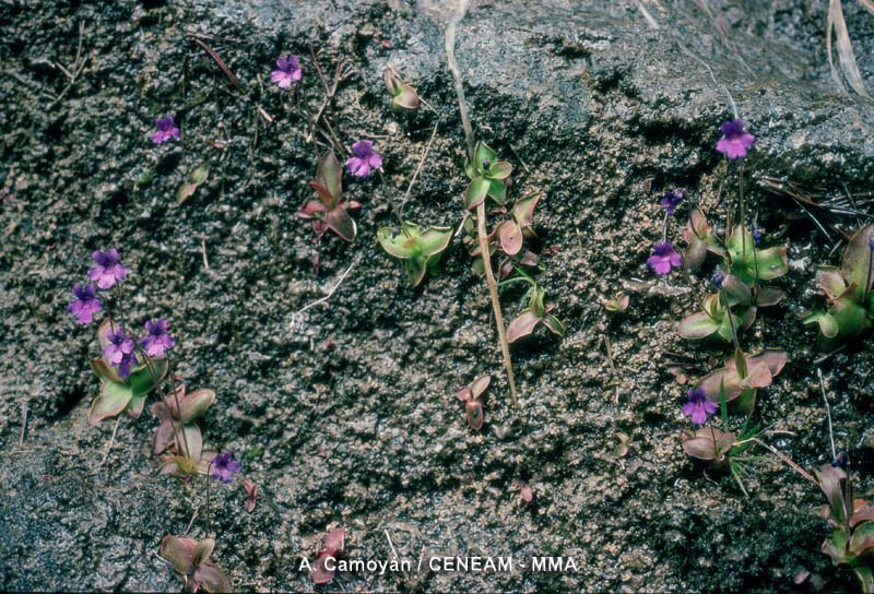 Plantas