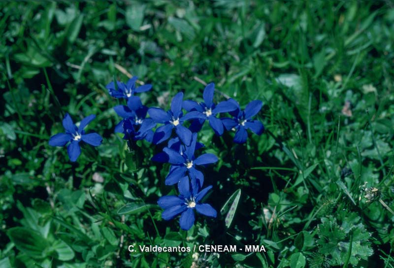 Gentiana verna L.