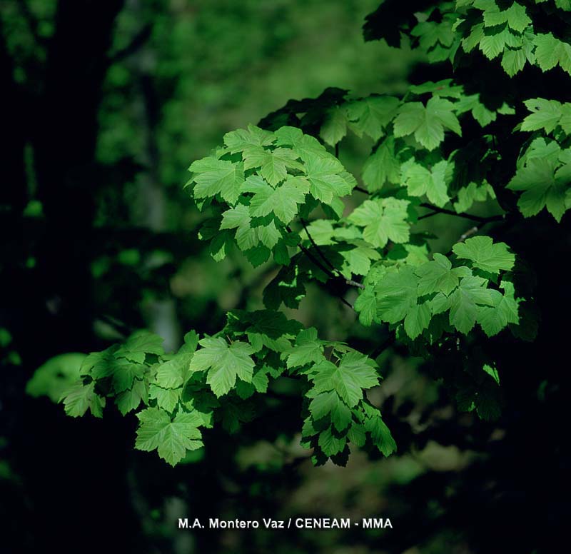 Acer pseudoplatanus L.