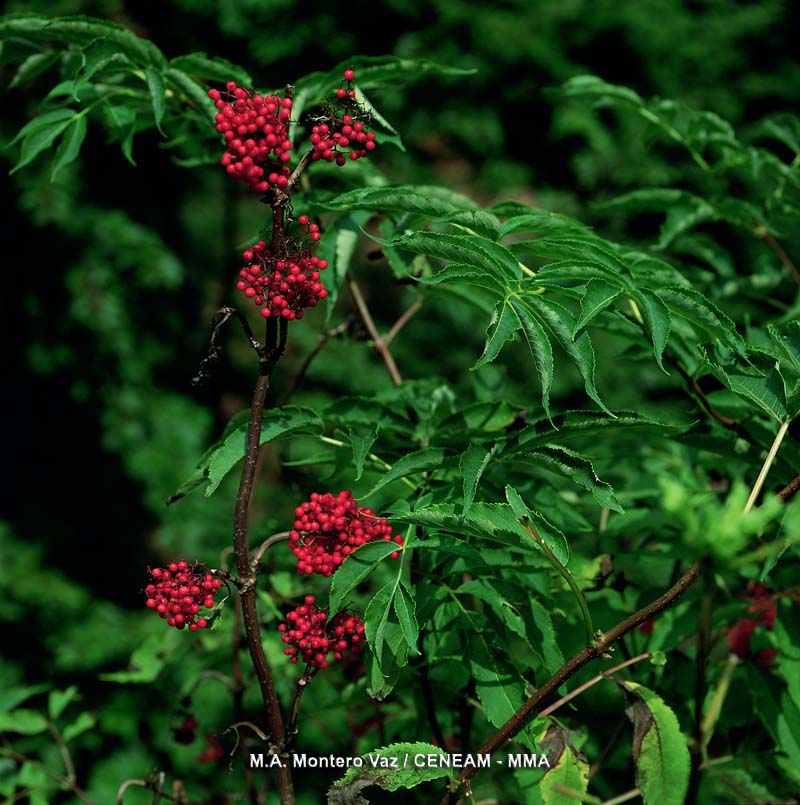 Plantas