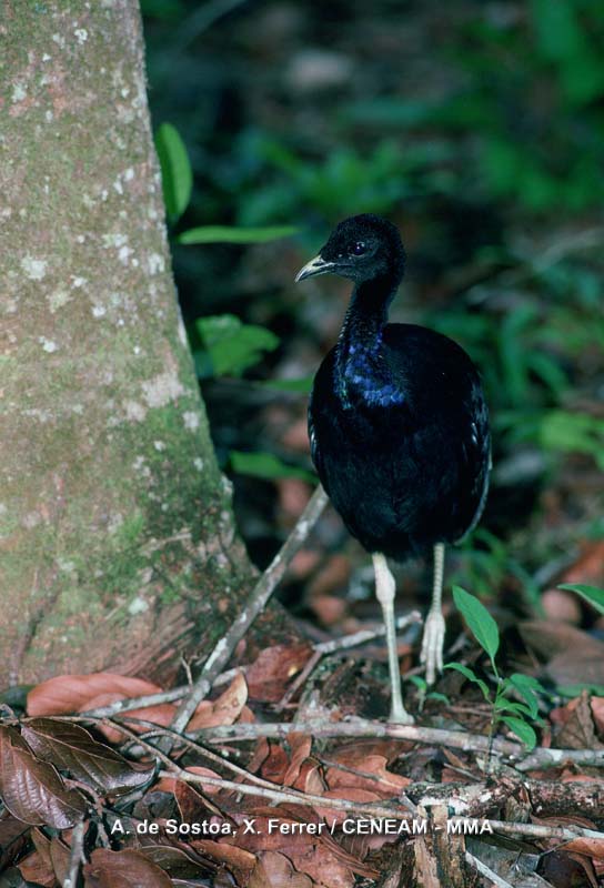 Aves