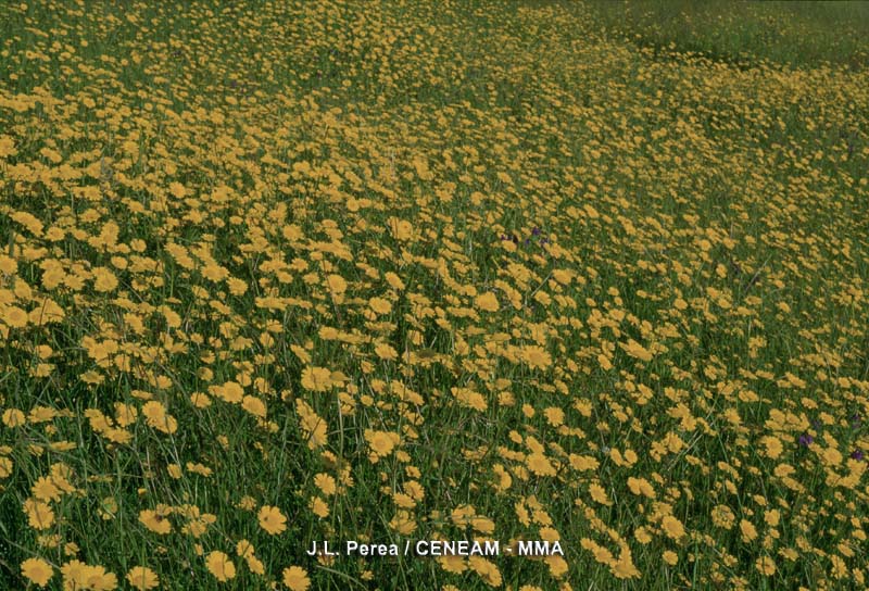 Calendula arvensis (Vaill.) L.