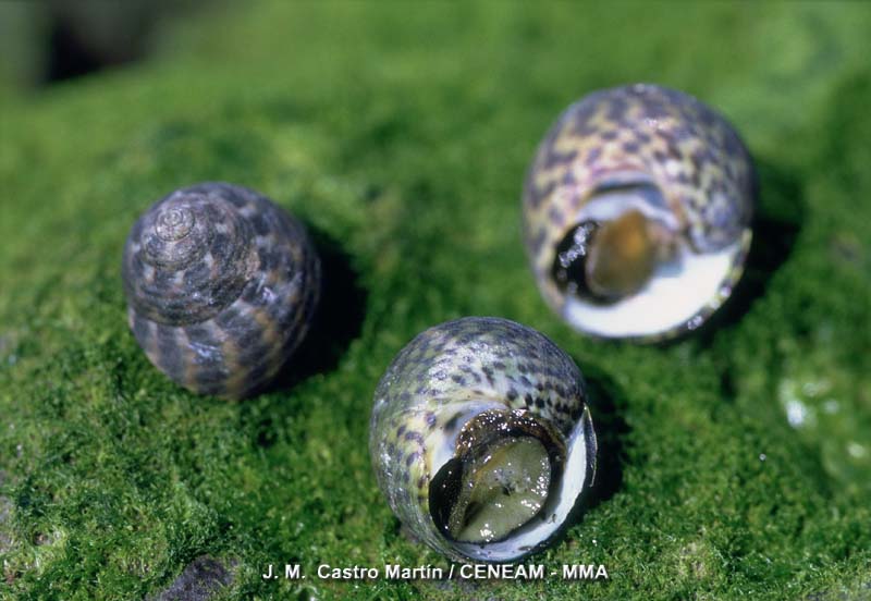 Invertebrados