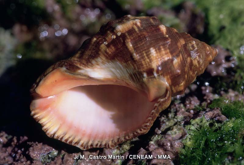Invertebrados
