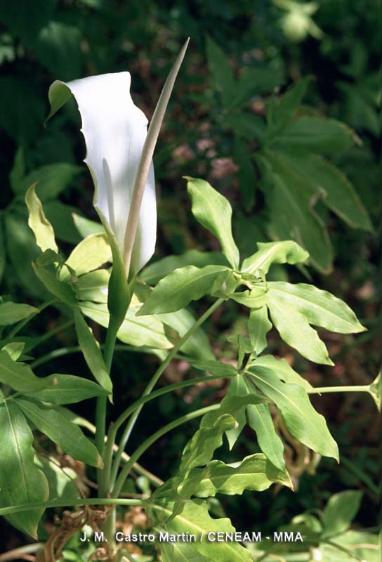 Plantas