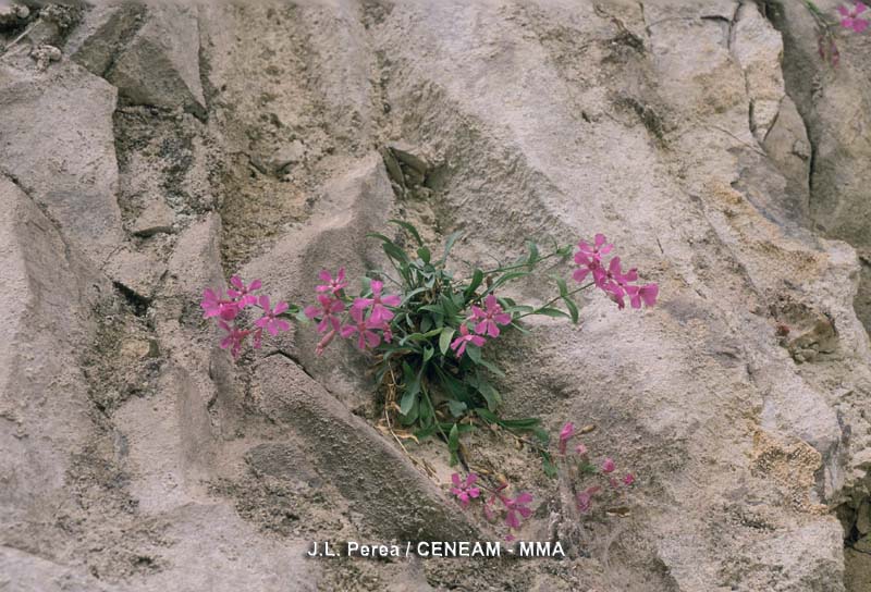 Plantas