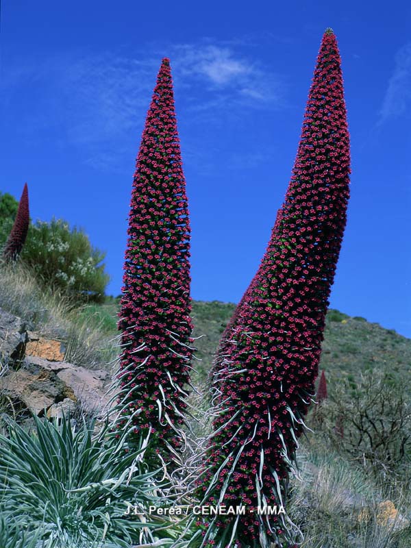 Plantas