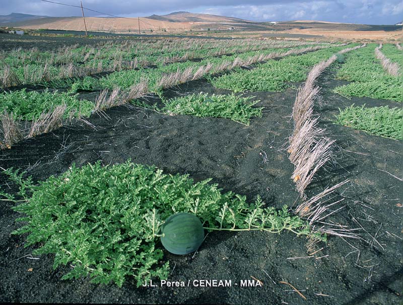 Plantas