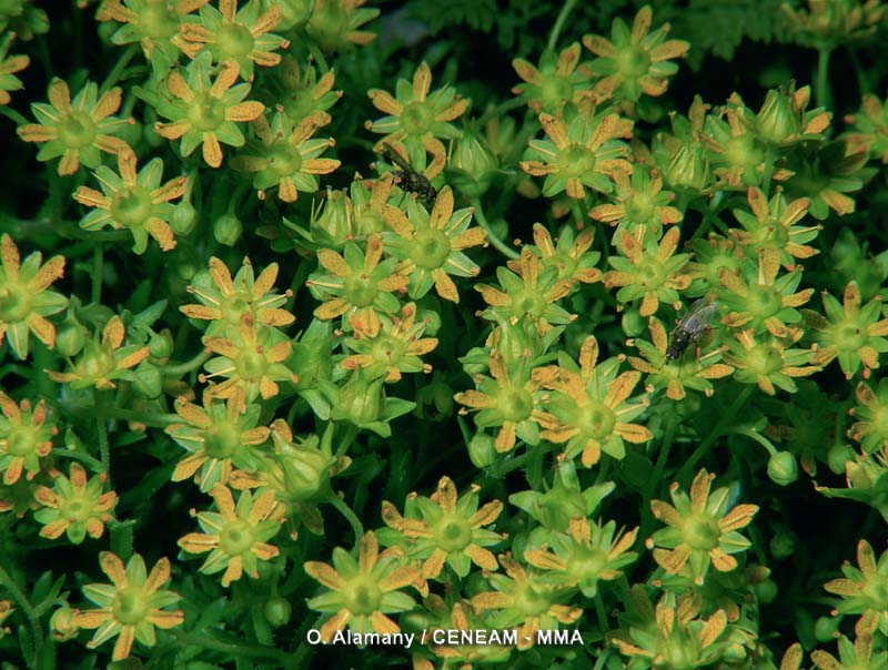 Plantas