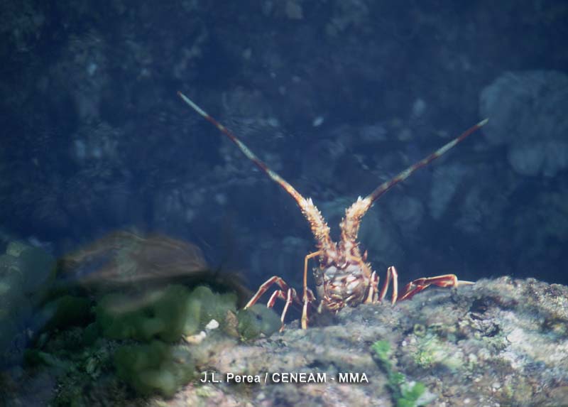 Invertebrados