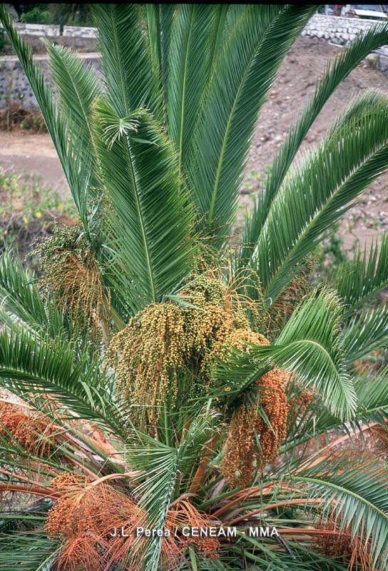Phoenix canariensis H. Wildpret