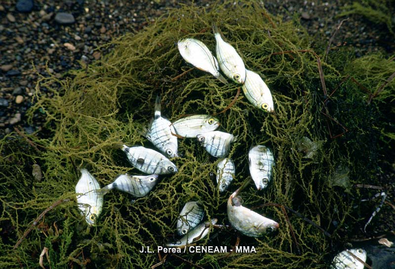 Peces