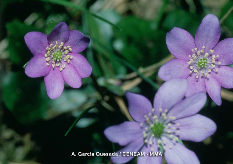 Hepatica nobilis Schreb.