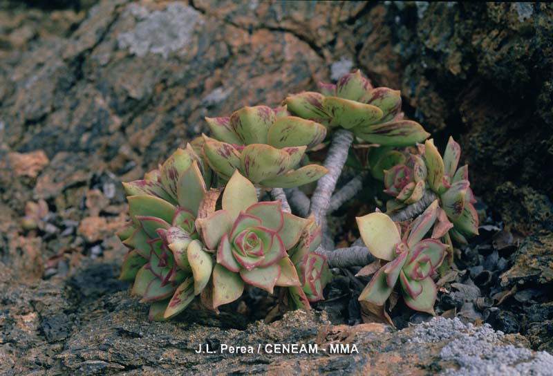 Plantas