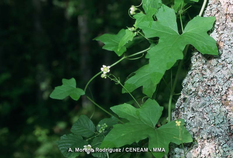 Bryonia dioica Jacq.