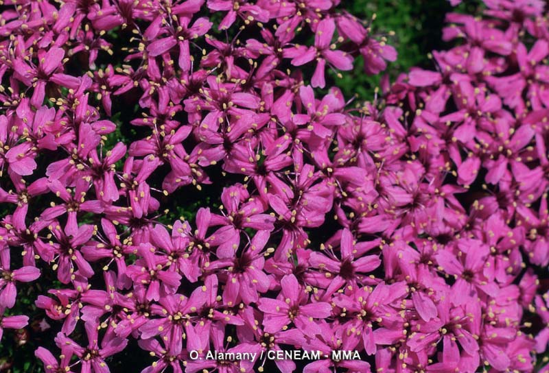 Plantas
