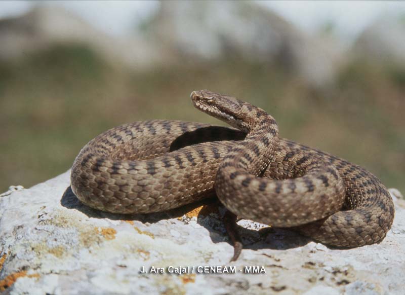 Reptiles