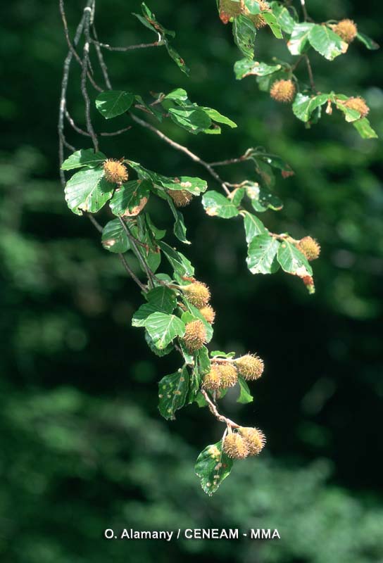 Fagus sylvatica L.