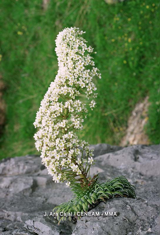 Plantas
