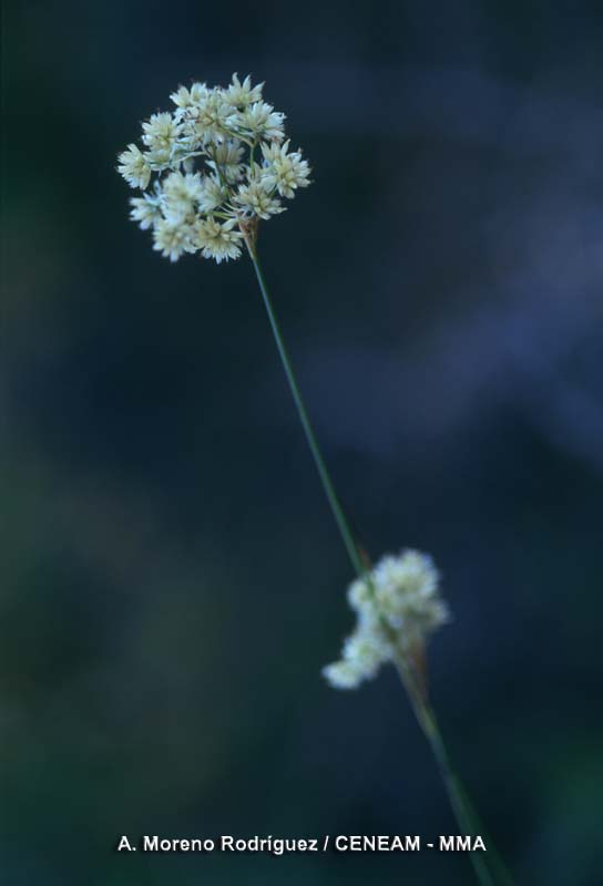 Plantas
