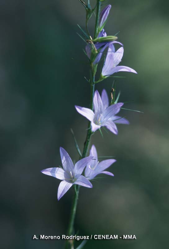Campanula rapunculus L.