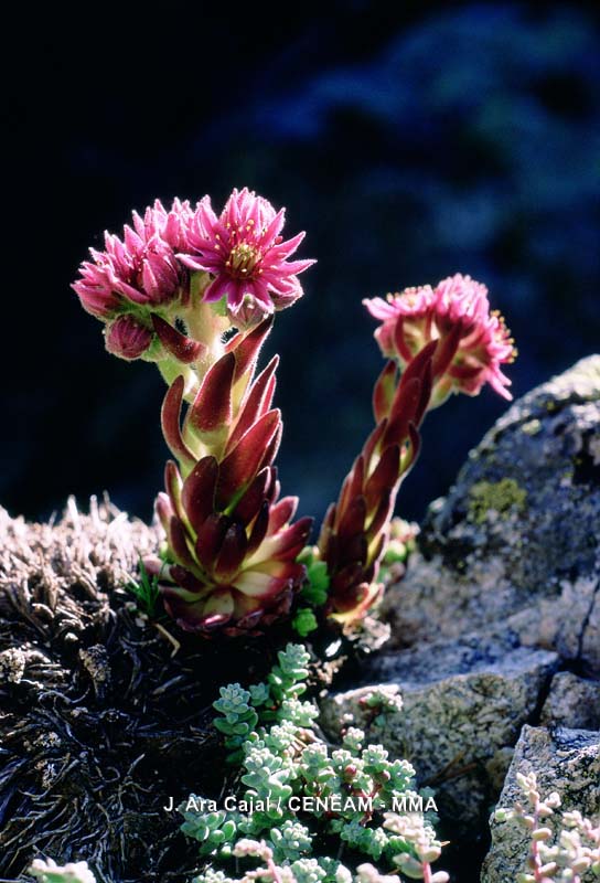 Plantas