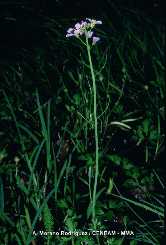 Cardamine pratensis L.