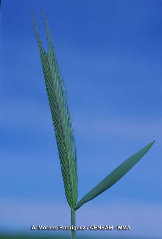 Plantas
